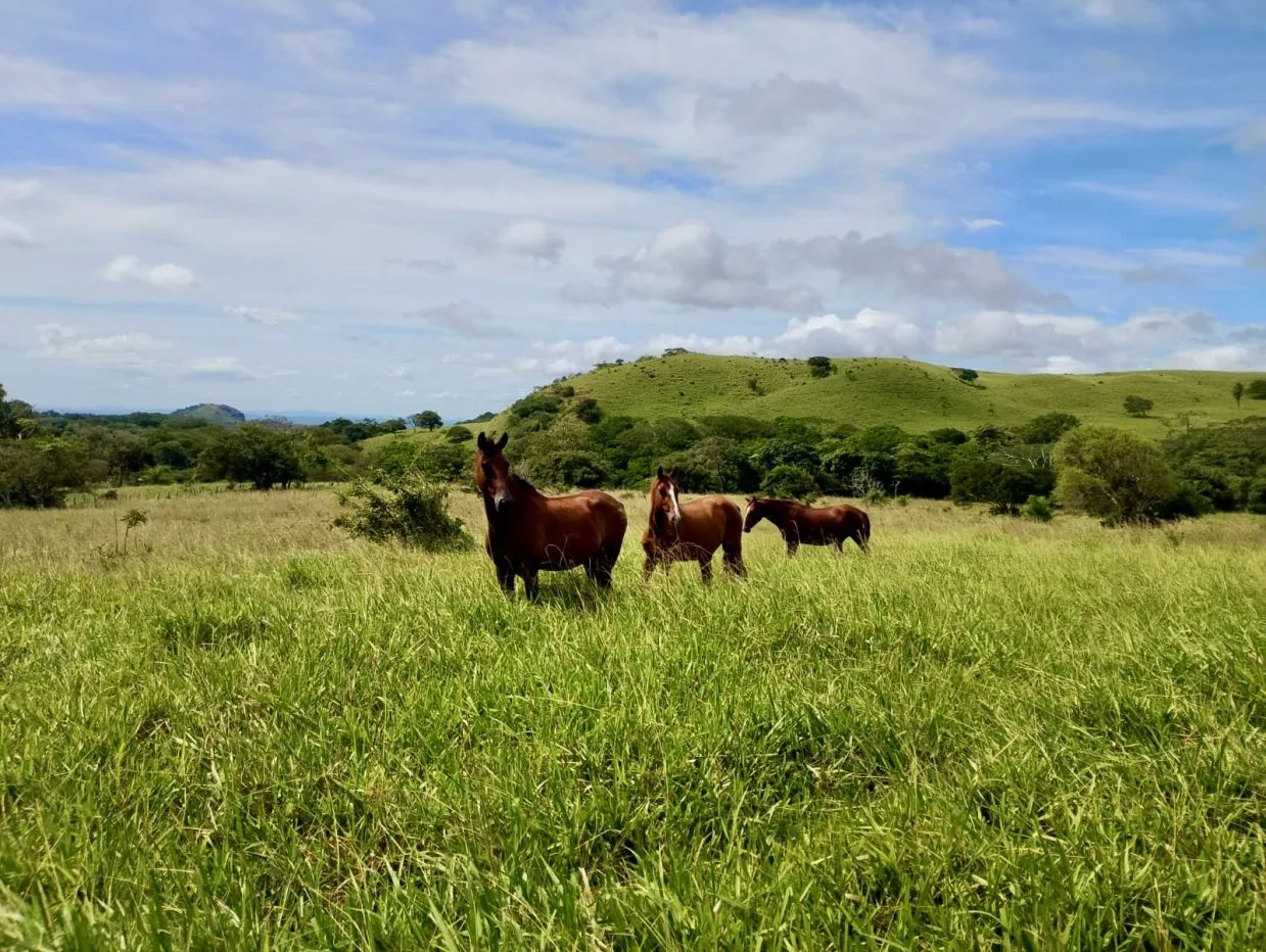 78 Hectares in Tilaran Guanacaste - Renewable Energy &amp; Carbon Credit Potential with Agricultural and Ecotourism Upside