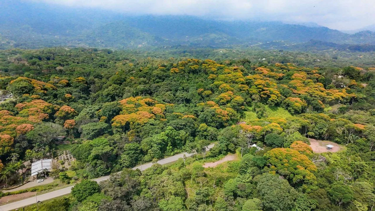 The HOTTEST Costanera-Bordering Lot in Our Area – With Massive Rainforest-Covered 23 Acres on Prime Highway Frontage Between