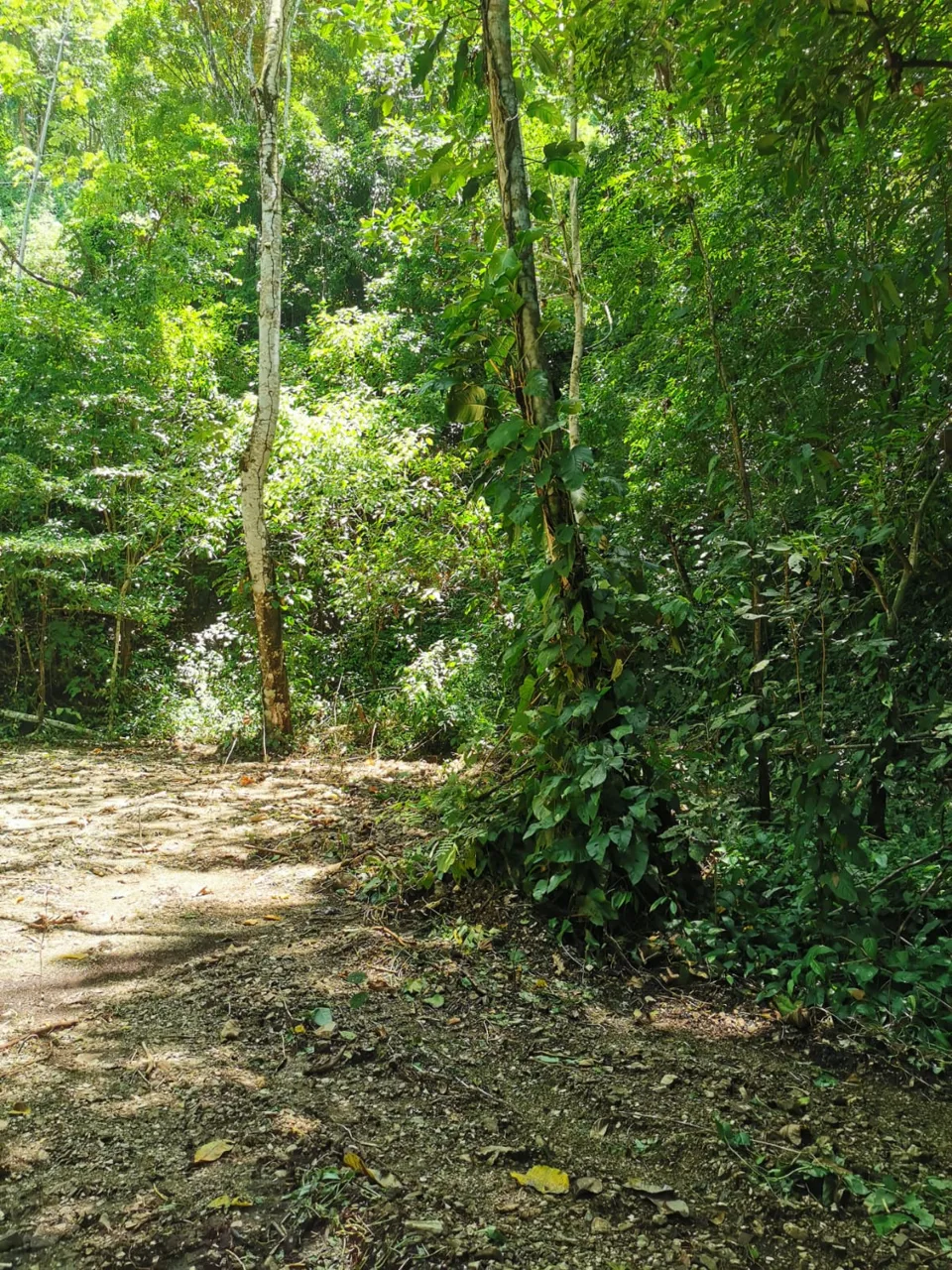 Commercial Property in Santa Teresa.