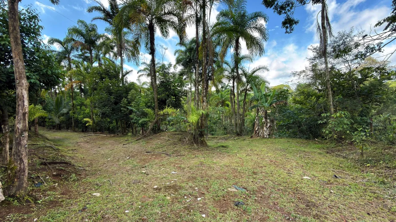 Productive Farm for Sale in Pueblo Nuevo de Cajón – High Profitability &amp; Strategic Location — photo 3
