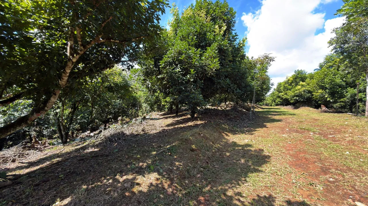 Productive Farm for Sale in Pueblo Nuevo de Cajón – High Profitability &amp; Strategic Location — photo 5