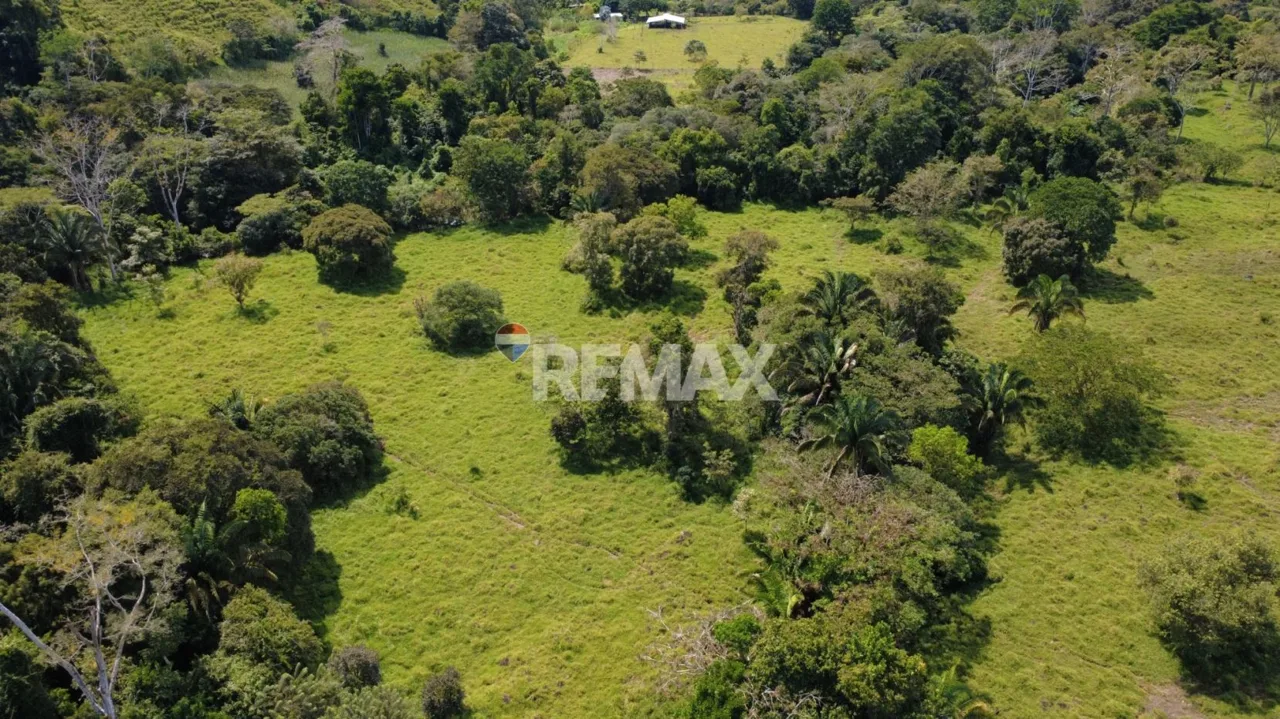 Flat Cattle Farm for sale in Perez Zeledon — photo 2