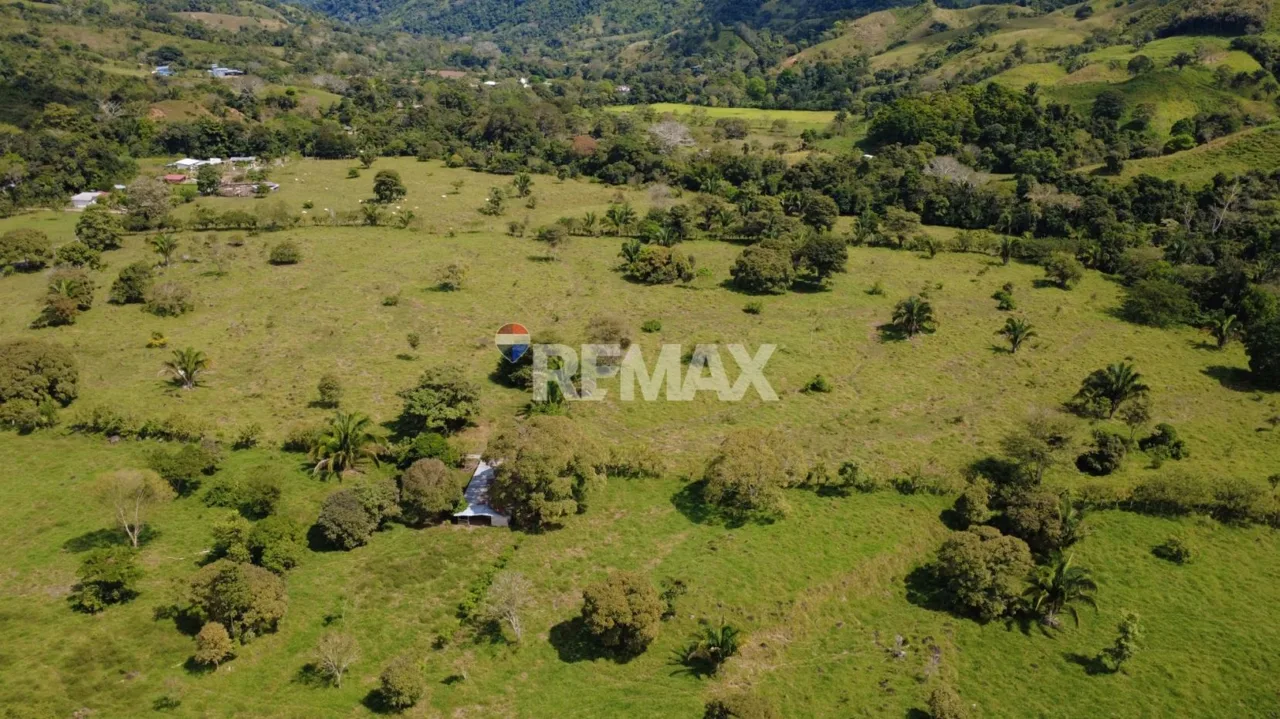 Flat Cattle Farm for sale in Perez Zeledon — photo 3