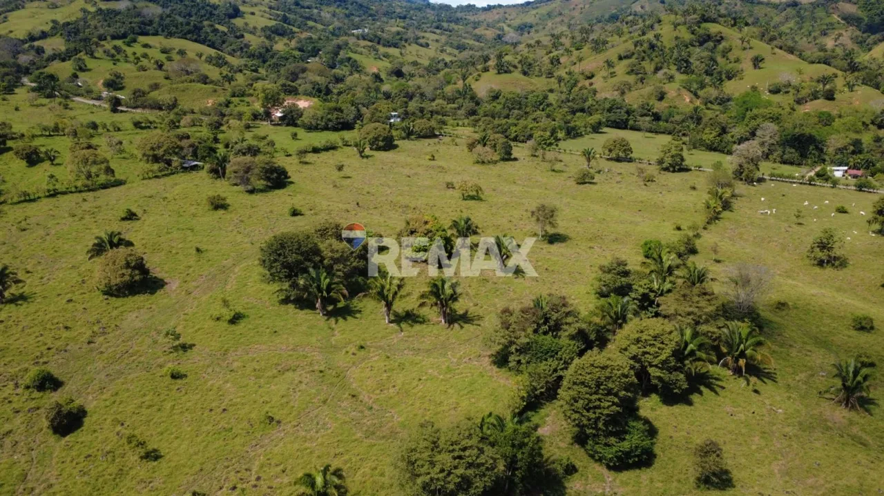 Flat Cattle Farm for sale in Perez Zeledon — photo 4