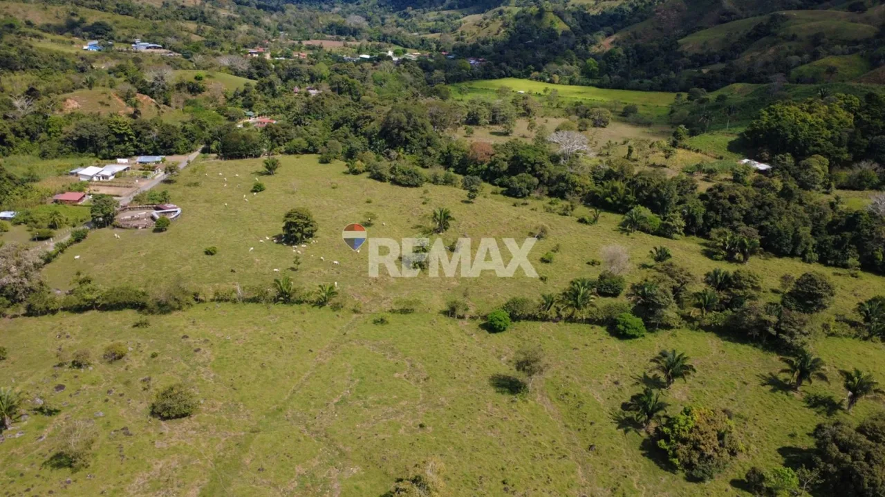 Flat Cattle Farm for sale in Perez Zeledon — photo 5