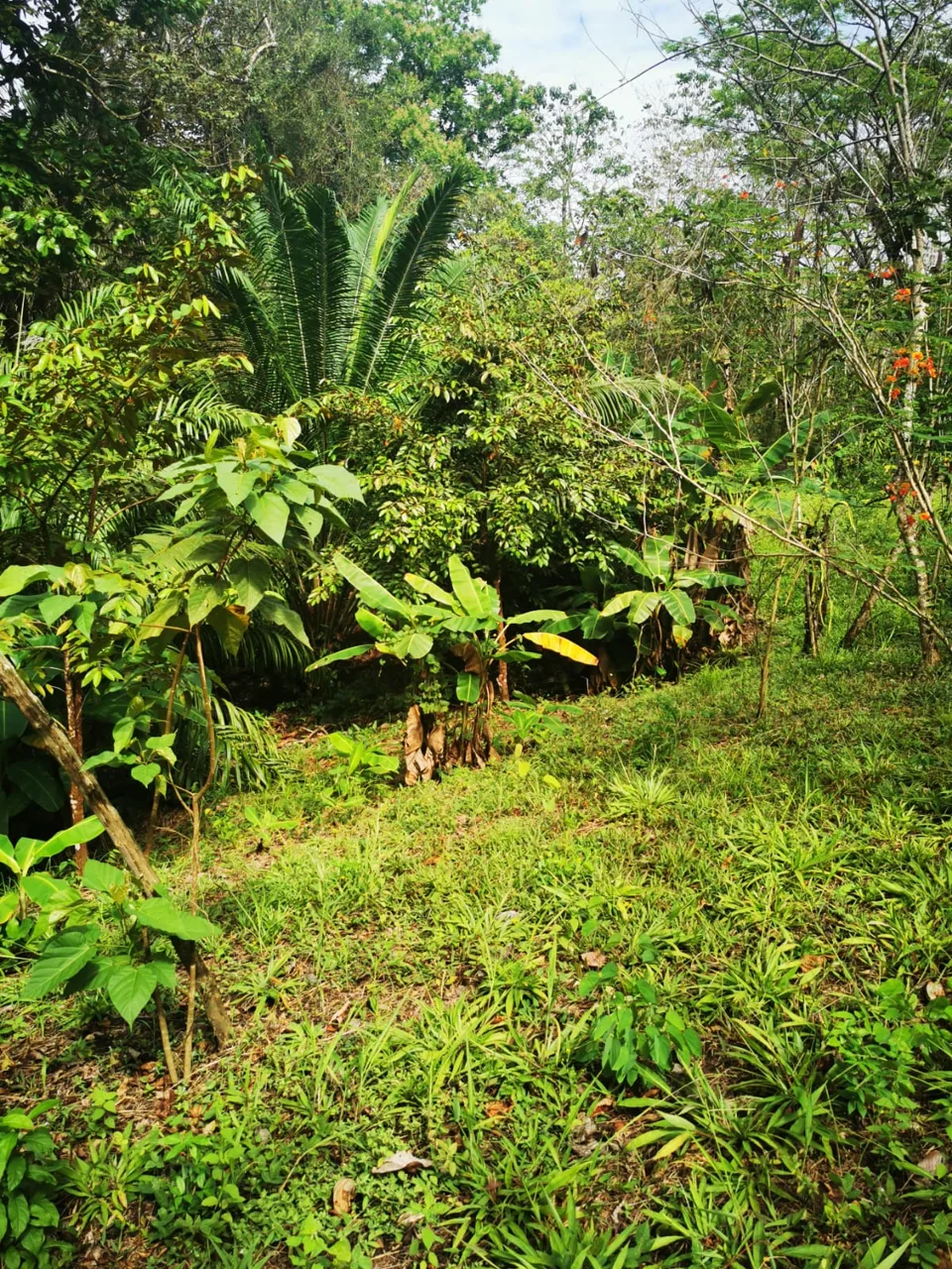 Manzanillo Residential Lot.