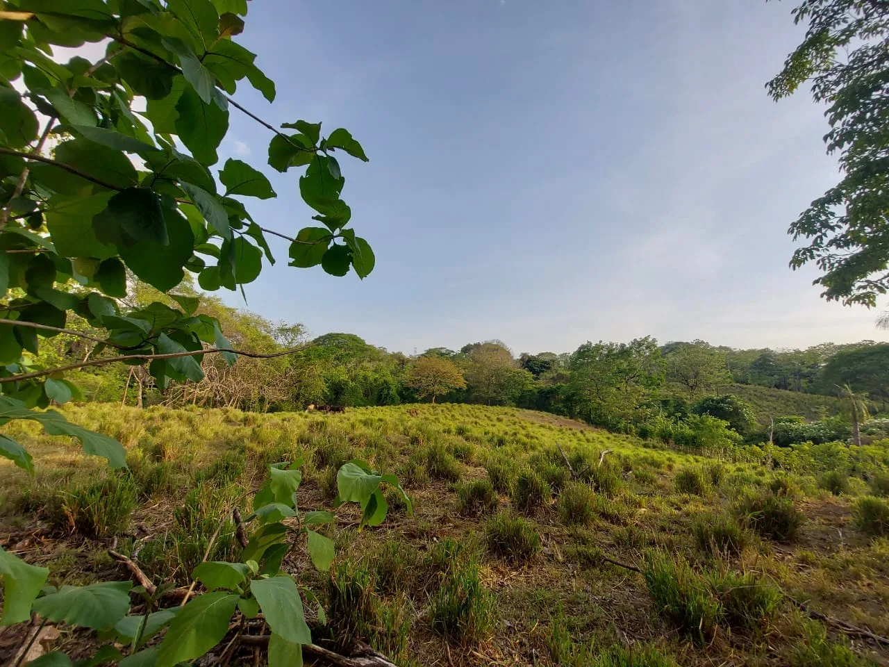 Finca | Turrubares