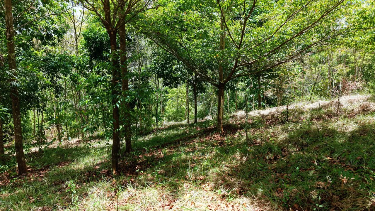 2,580 m² lot for sale in Pedregoso, Calle Calallo, Pérez Zeledón, Costa Rica, strategically located just 1 km from the main access. — photo 2