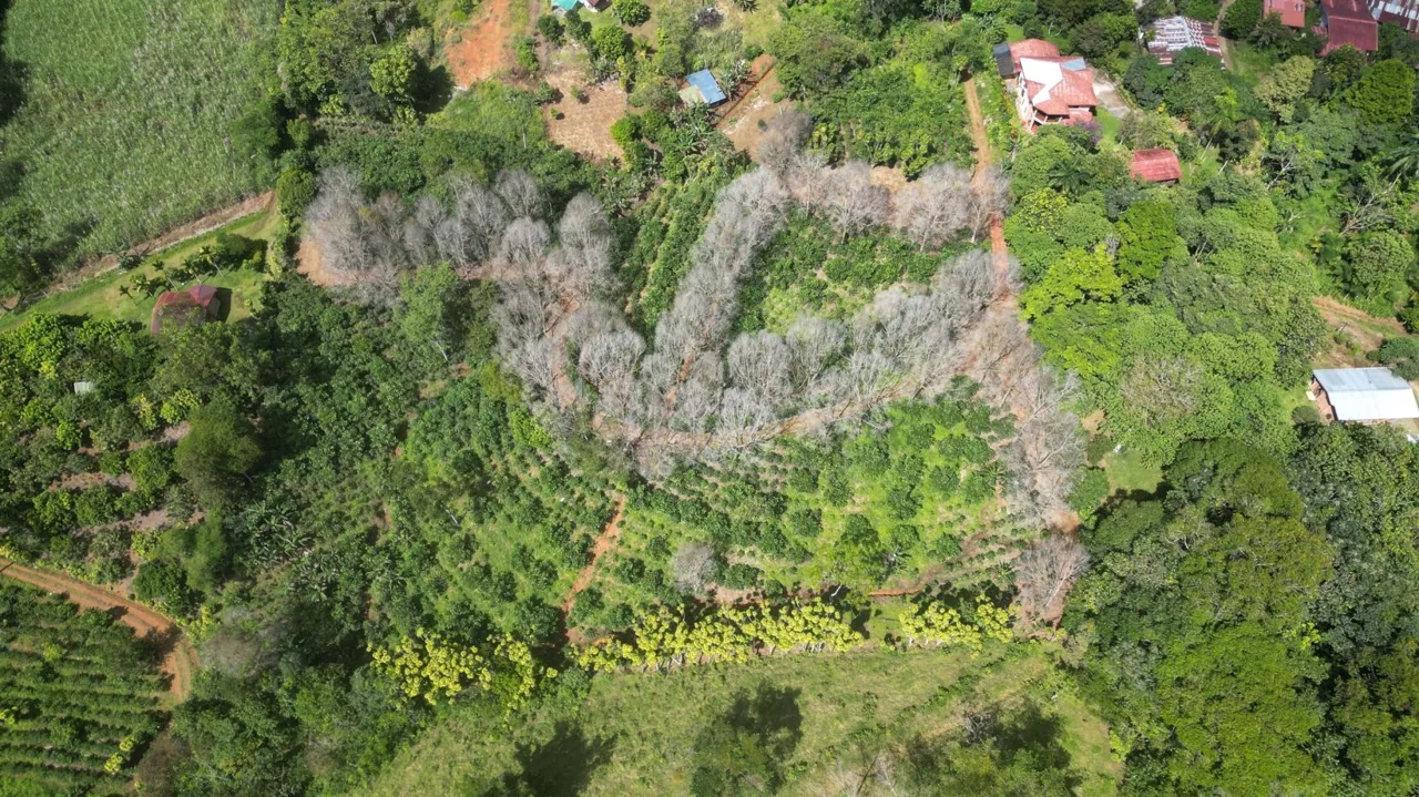 This Is The Lot ( 3 acres) For Sale In Santa Elena Del General, San Jose, You Are Looking For!! — photo 3