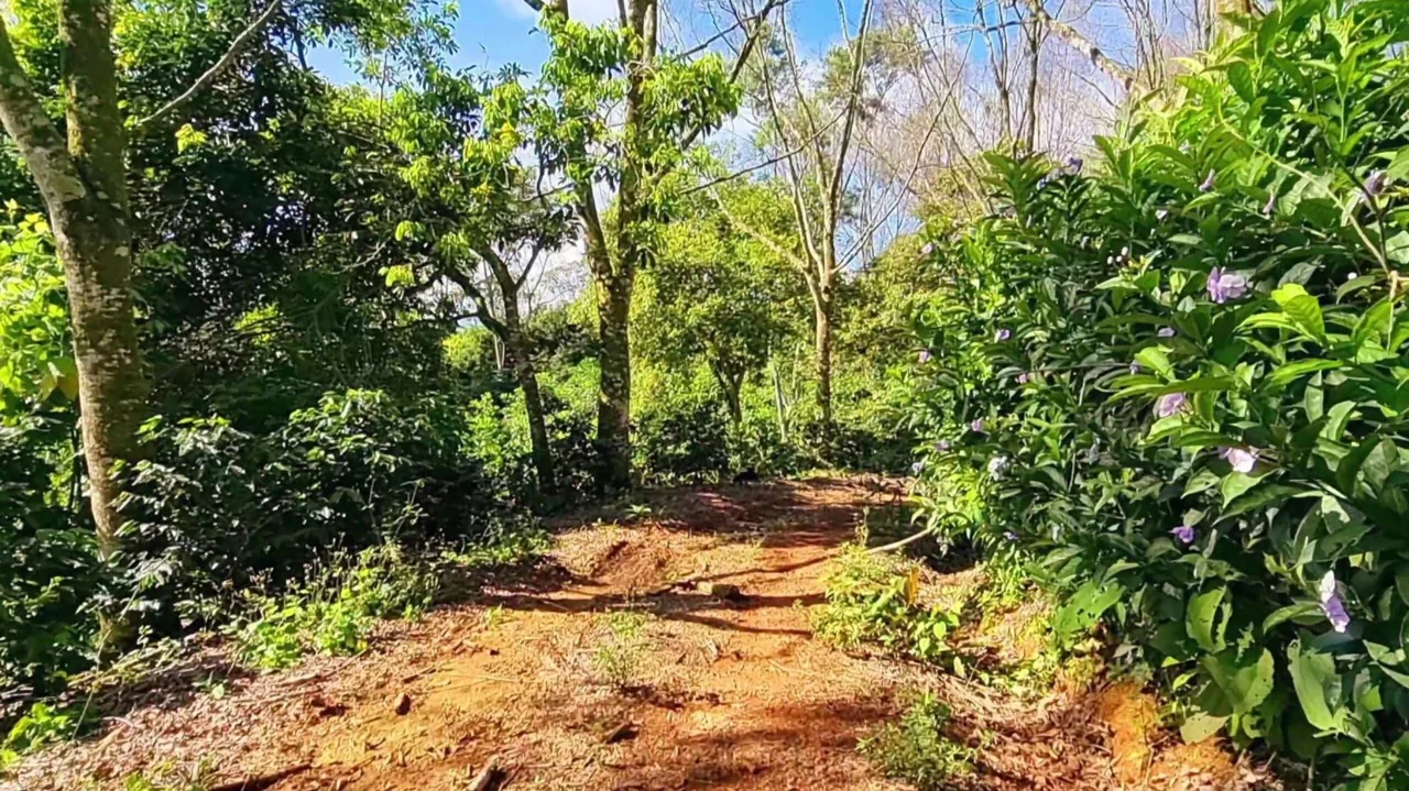 This Is The Lot ( 3 acres) For Sale In Santa Elena Del General, San Jose, You Are Looking For!! — photo 4