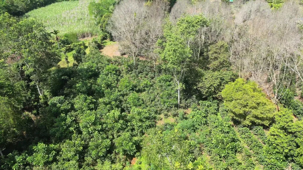 This Is The Lot ( 3 acres) For Sale In Santa Elena Del General, San Jose, You Are Looking For!! — photo 5