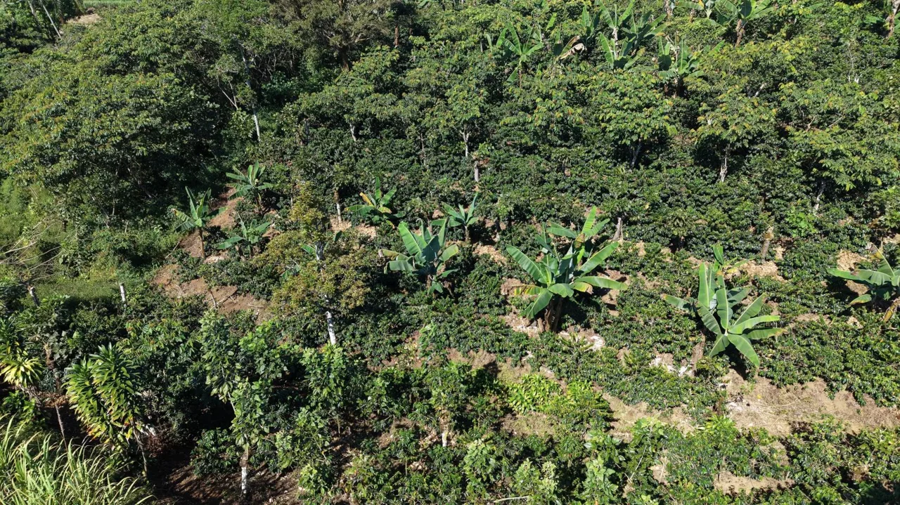 Beautiful Property For Sale In The Heart Of Santa Elena With High Development Potential — photo 5