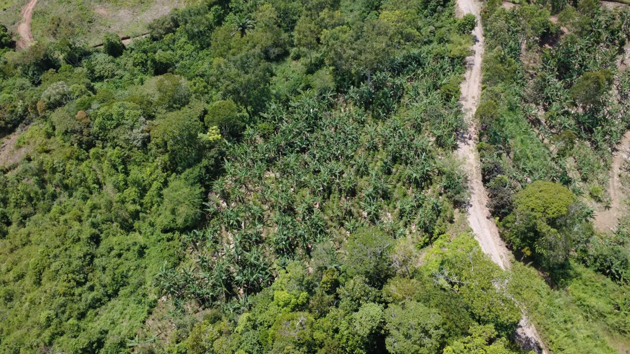 Land For Sale In La Fila, Rivas - Coffee And Banana Farm Near Chirripó — photo 2