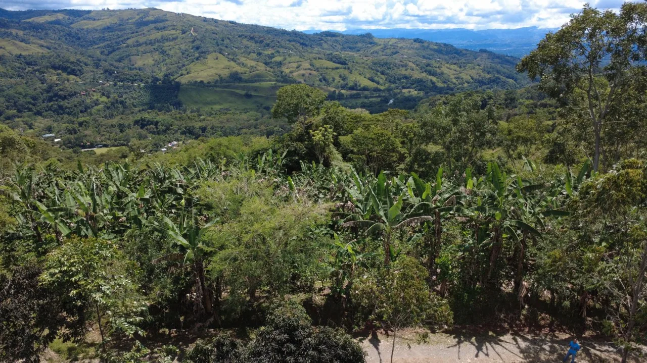 Land For Sale In La Fila, Rivas - Coffee And Banana Farm Near Chirripó — photo 4