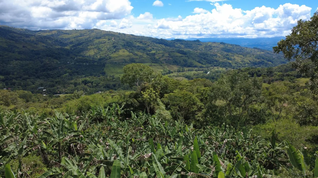 Land For Sale In La Fila, Rivas - Coffee And Banana Farm Near Chirripó — photo 5