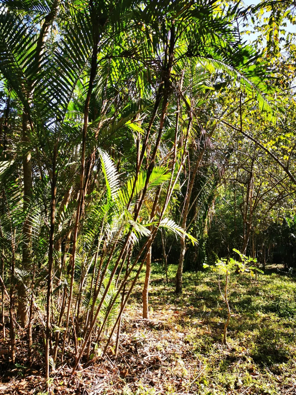 Big Flat Lot Surrounding by Beautiful Nature / 8 min. driving from Playa Hermosa.