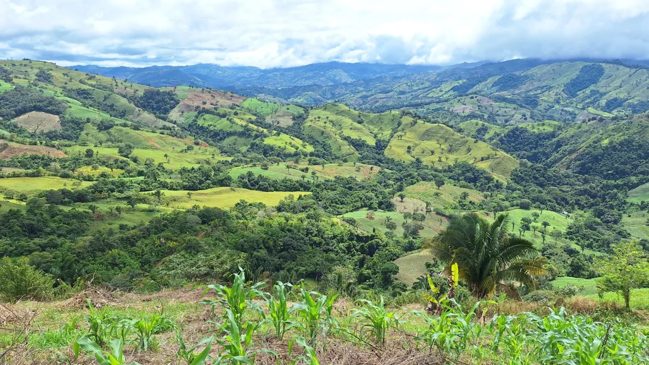 Stunning Farm For Sale In The Center Of Pejibaye, Exceptional Price Call Now