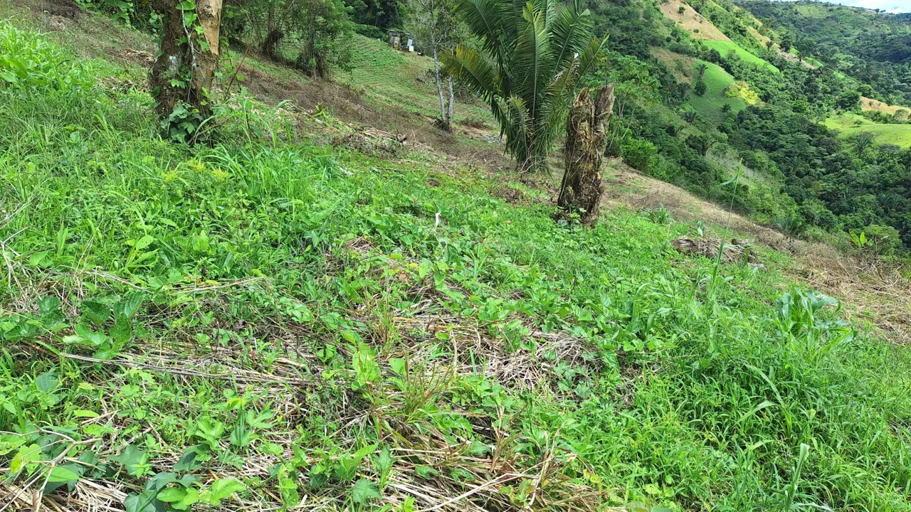 Stunning Farm For Sale In The Center Of Pejibaye, Exceptional Price Call Now — photo 2