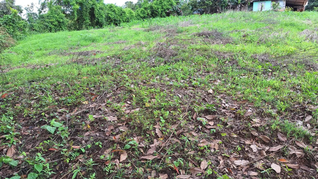 Stunning Farm For Sale In The Center Of Pejibaye, Exceptional Price Call Now — photo 3