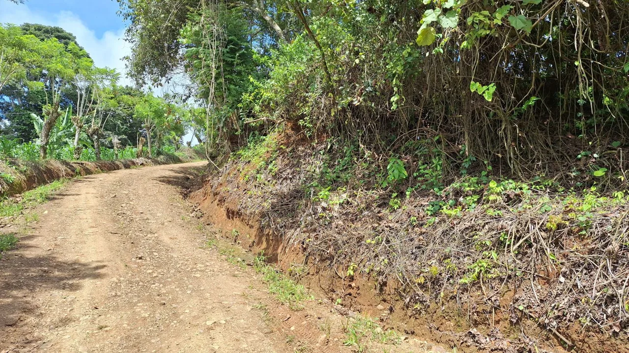 Stunning Farm For Sale In The Center Of Pejibaye, Exceptional Price Call Now — photo 4