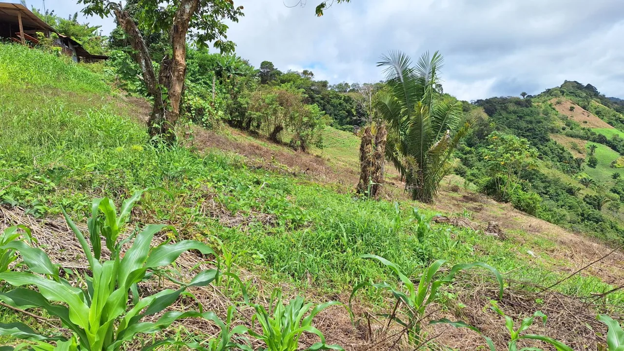 Stunning Farm For Sale In The Center Of Pejibaye, Exceptional Price Call Now — photo 5