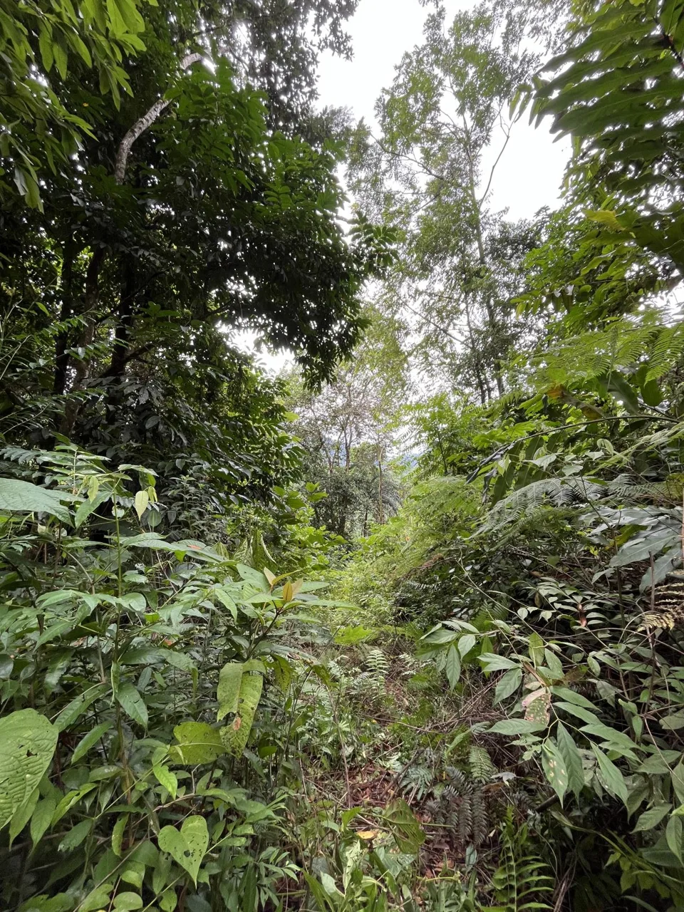 Tropical Forest Oasis Near Esquipulas Rainforest Lodge – 24.8 Hectares with Creek, Views &amp; Utilities - Owner Financing!