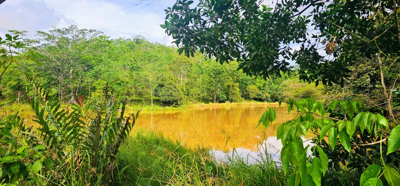Fully Fenced 78,000m² Farm with Two Homes, Stables &amp; Water Sources – Pocosol, San Carlos
