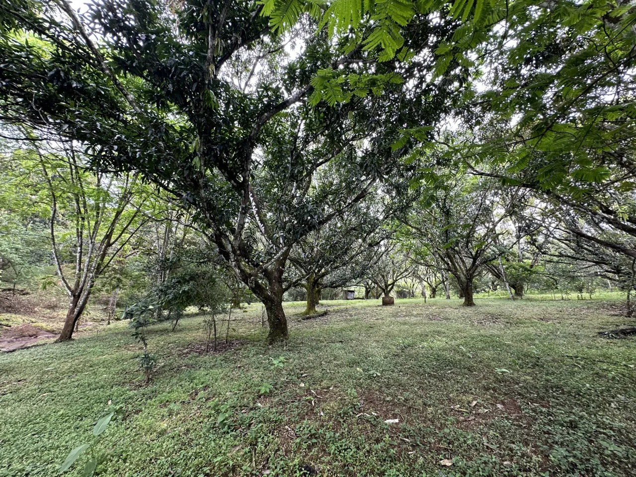3 Country Estates for Sale in Turrubares, Laguna: Nature, Accessibility, and Investment Potential — photo 4
