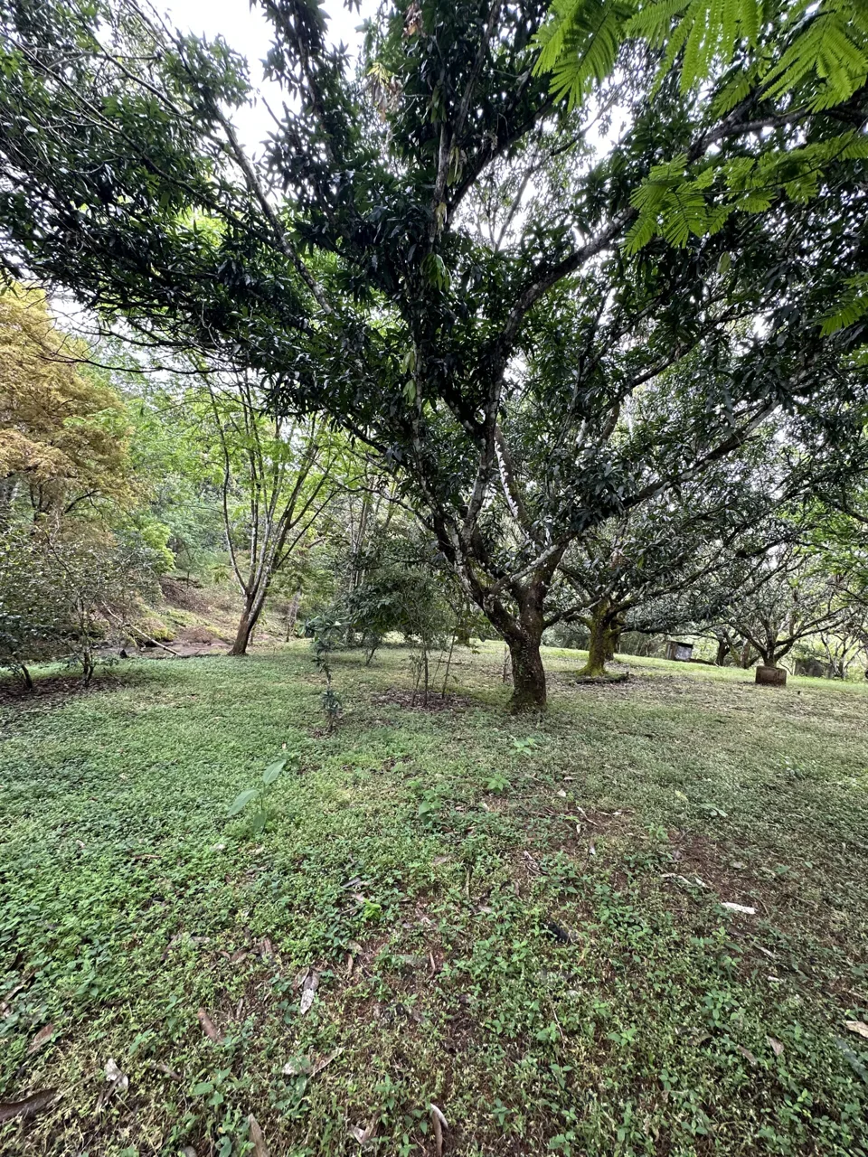 3 Country Estates for Sale in Turrubares, Laguna: Nature, Accessibility, and Investment Potential — photo 5