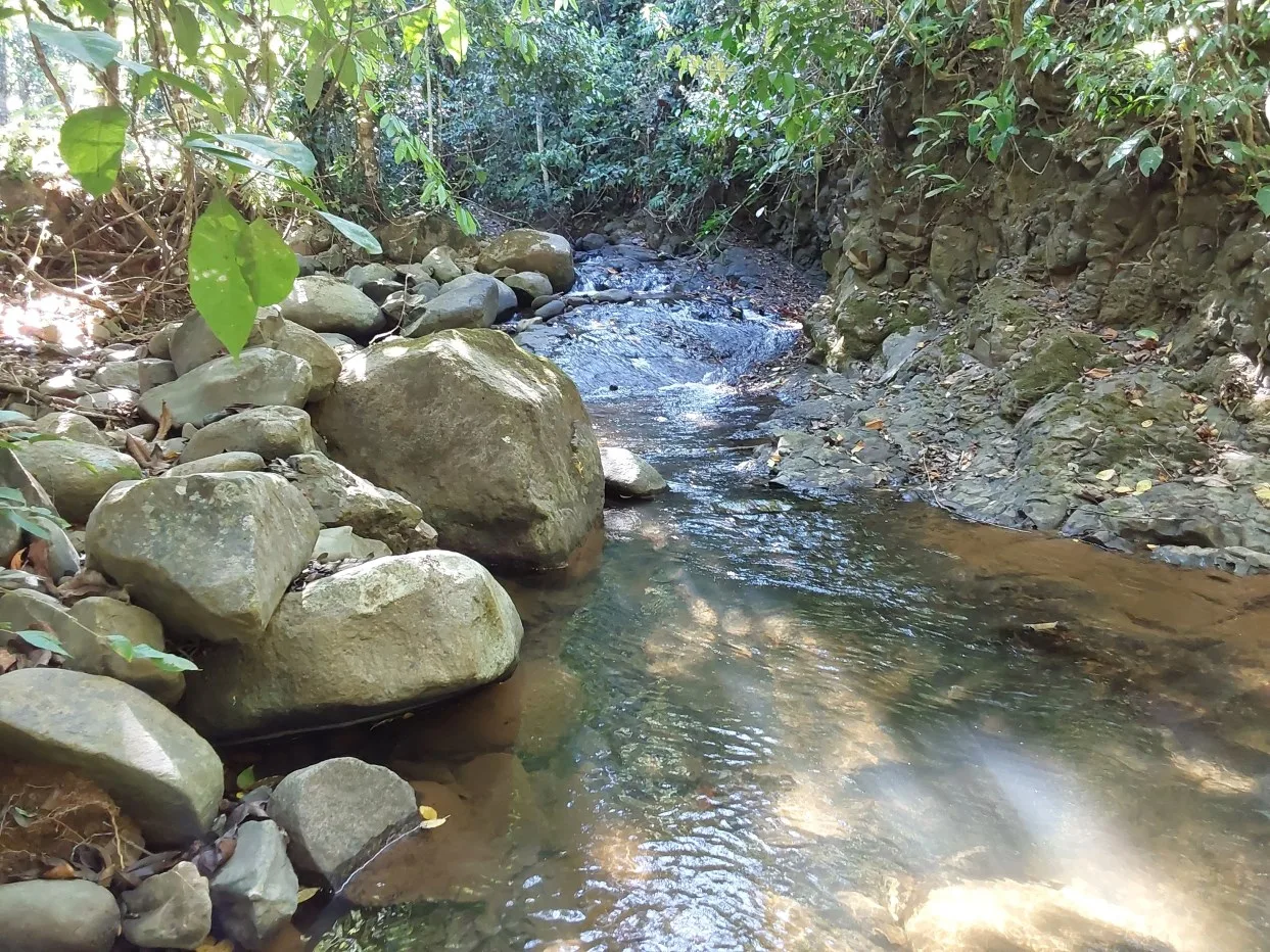 Ample mixed property between jungle and farmland in Ciudad Cortes.