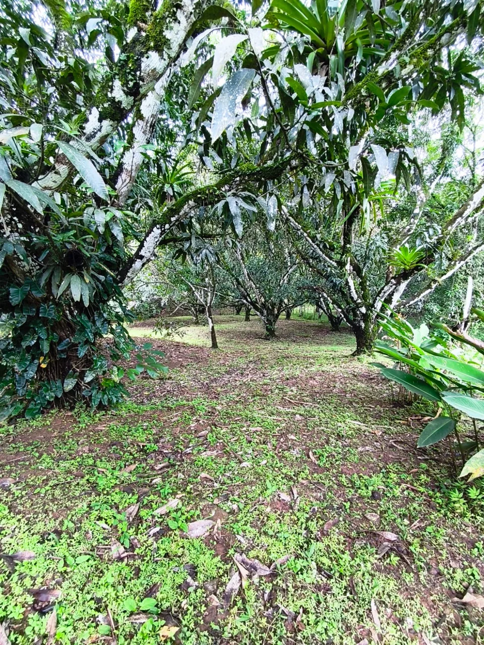 Bambu House in Turrubares – Live in Harmony with Nature — photo 2