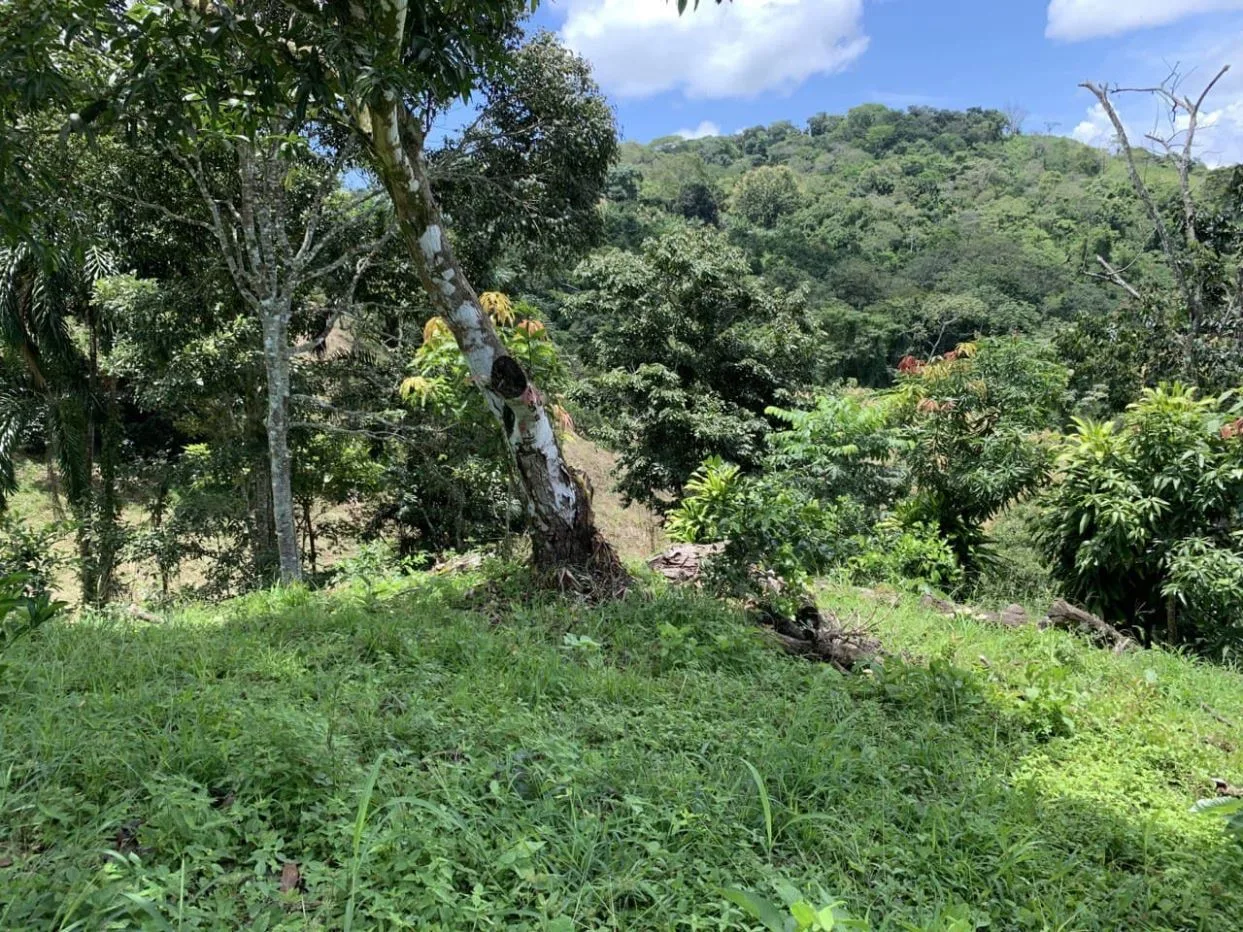 3ha Property with Orange Plantation and Mountain Views – Nicoya Peninsula