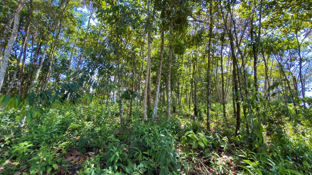 Land For Sale 1.8 Hectares Fully Serviced &amp; Nature-Surrounded in Quizarra Ready to Build — photo 5