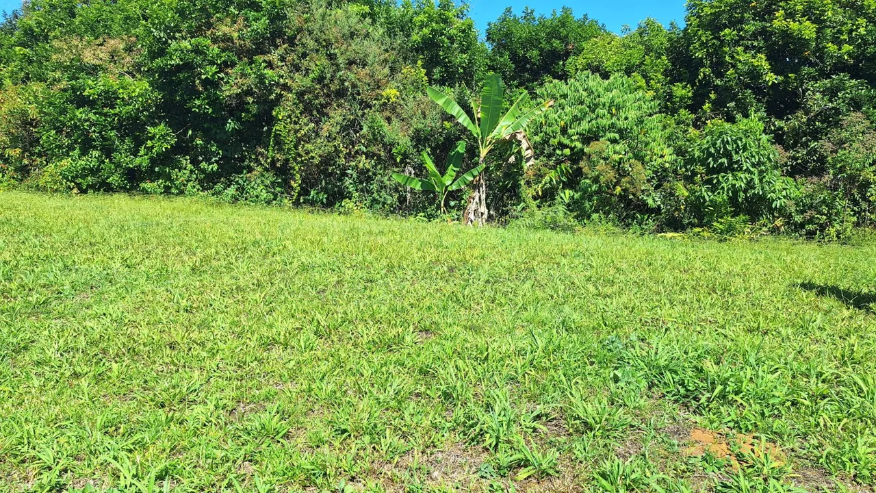 Hidden Tropical Gem, stunning Farm for sale in Santa Elena. — photo 4