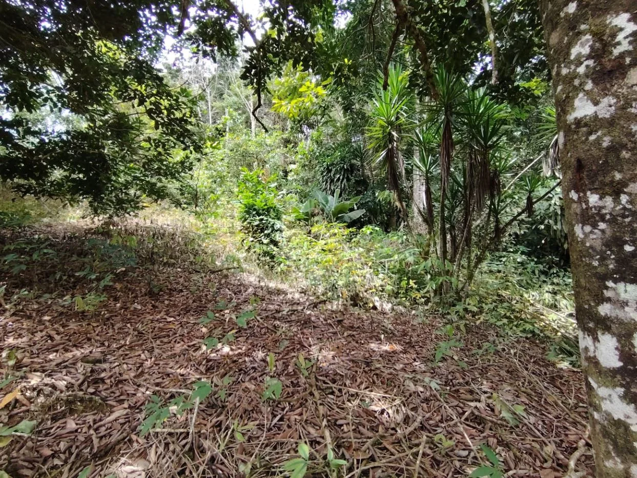 Secluded Lot For Sale - Nature, Privacy &amp; Convenience In Pérez Zeledón — photo 3