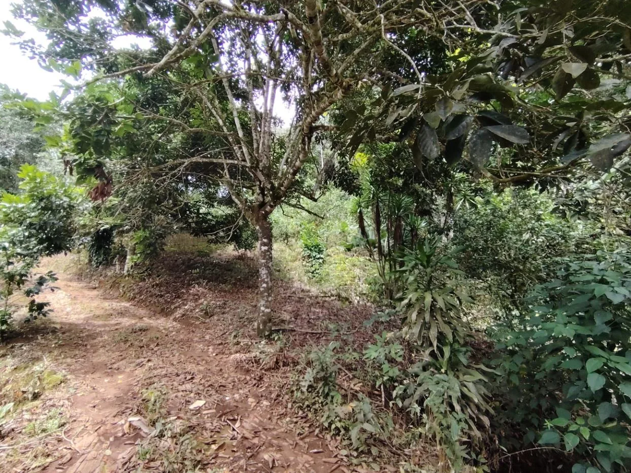 Secluded Lot For Sale - Nature, Privacy &amp; Convenience In Pérez Zeledón — photo 4