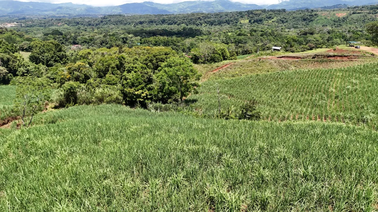 For Sale-Enchanting Cane Farm in General Viejo – Panoramic Views, Abundant Stream &amp; Fertile Land for Visionary Living or amazing Development — photo 3