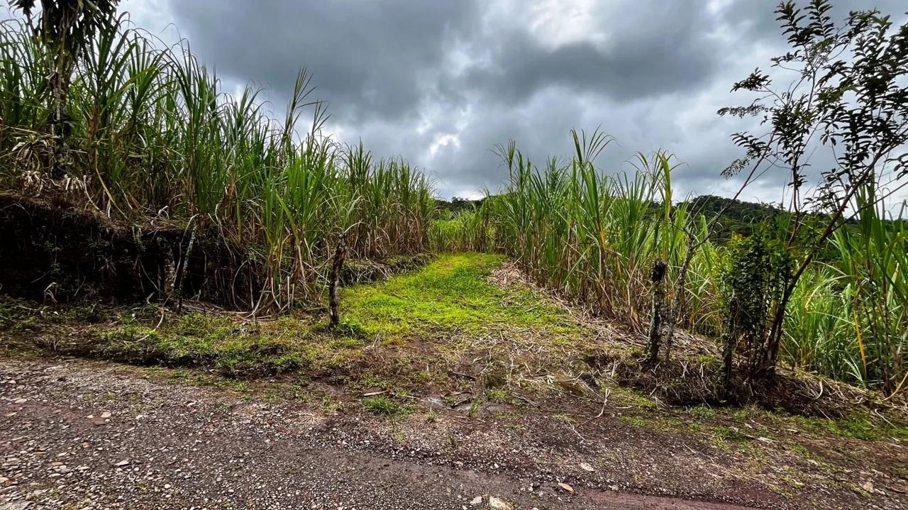 Serene San Blas Estate for Sale: 1.2 Acres with Creek — photo 2