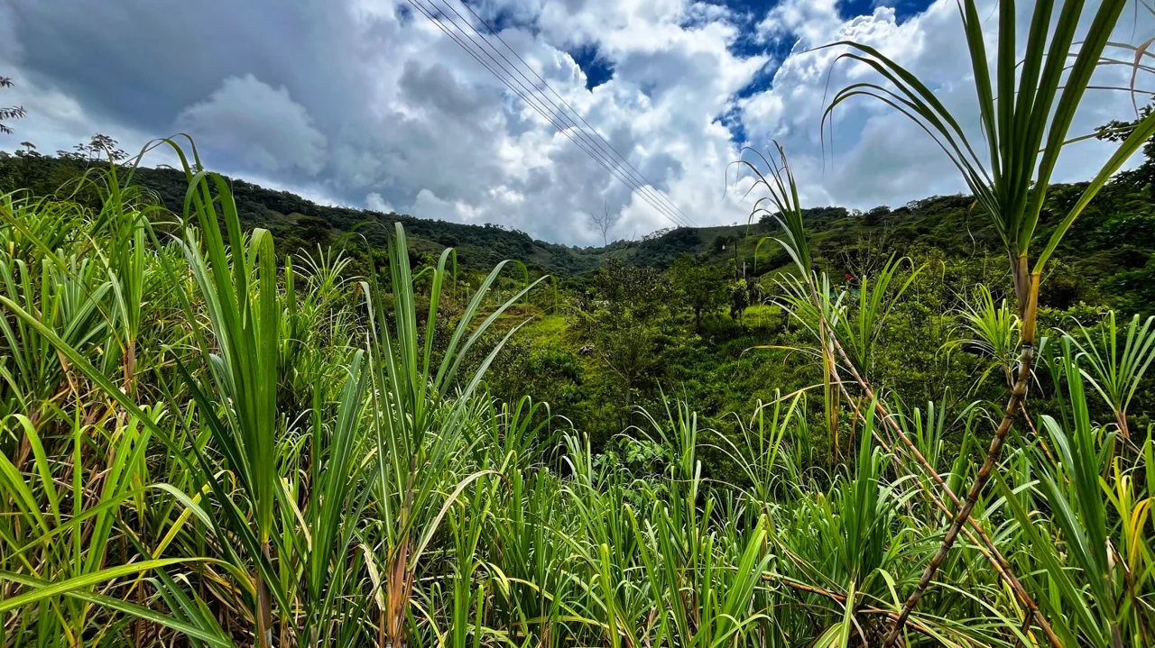 Serene San Blas Estate for Sale: 1.2 Acres with Creek — photo 3