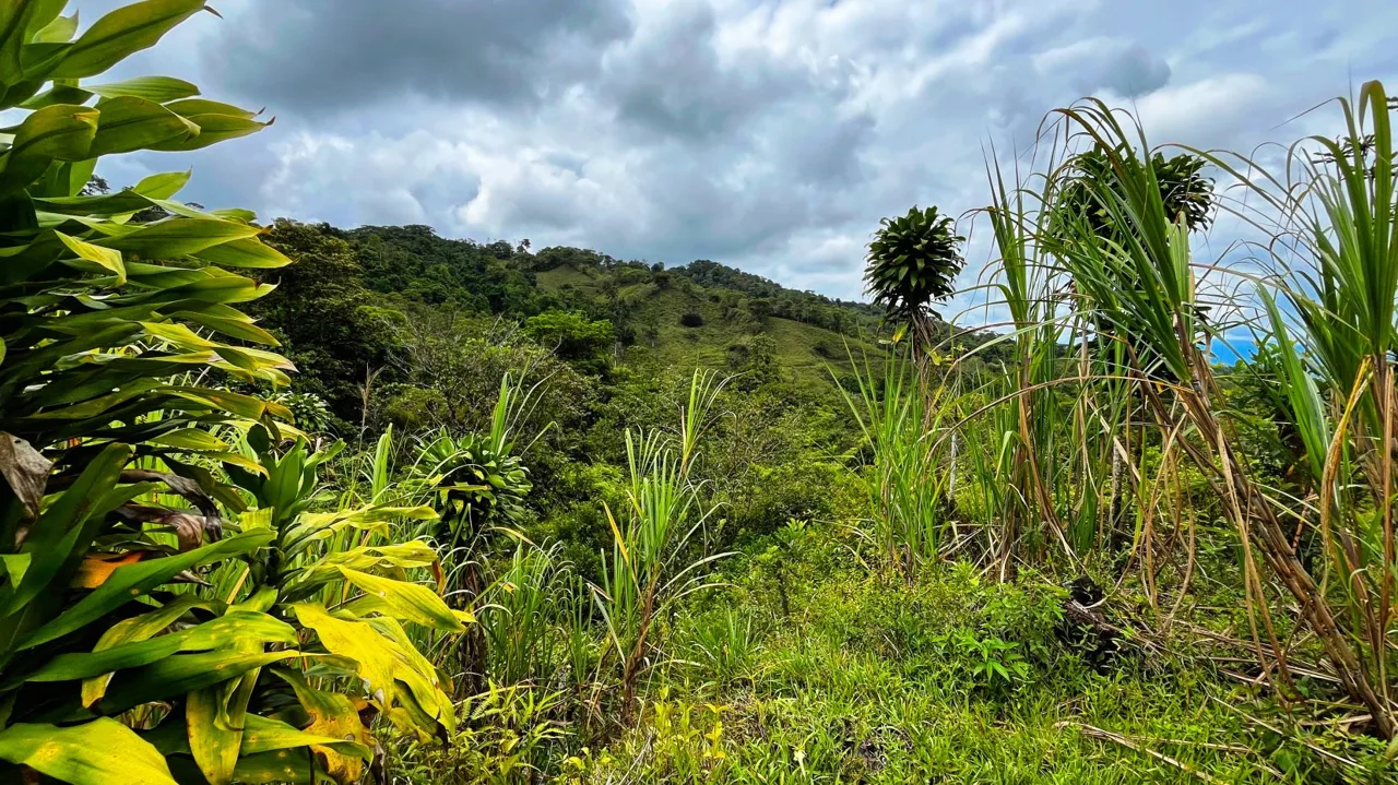Serene San Blas Estate for Sale: 1.2 Acres with Creek — photo 4
