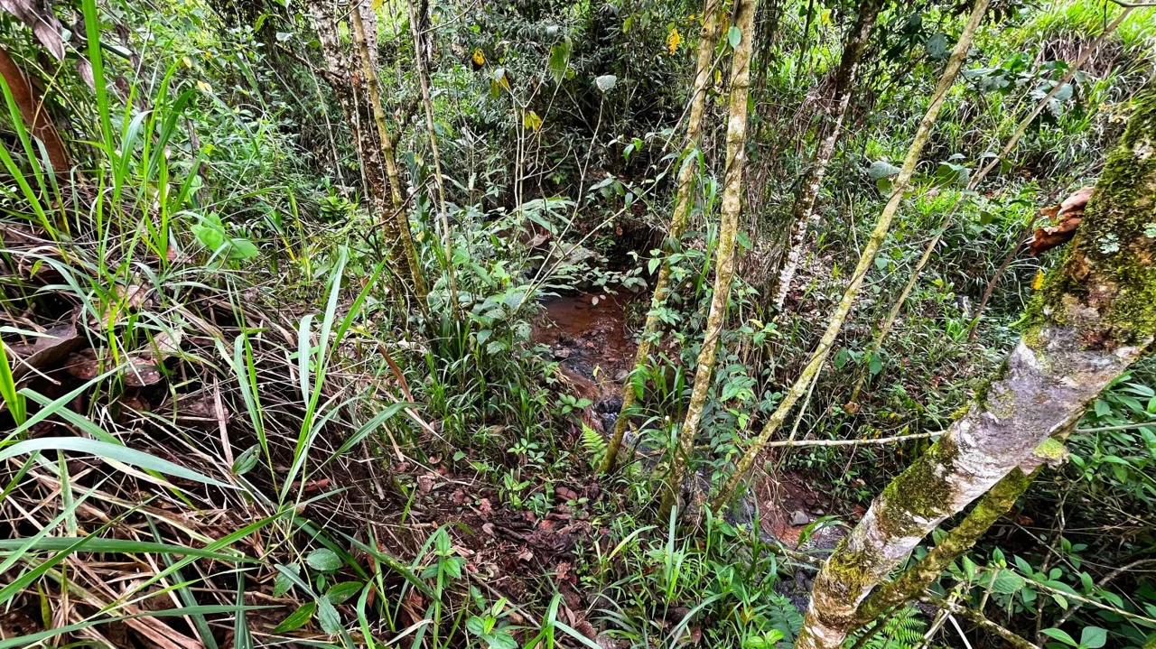 Serene San Blas Estate for Sale: 1.2 Acres with Creek — photo 5