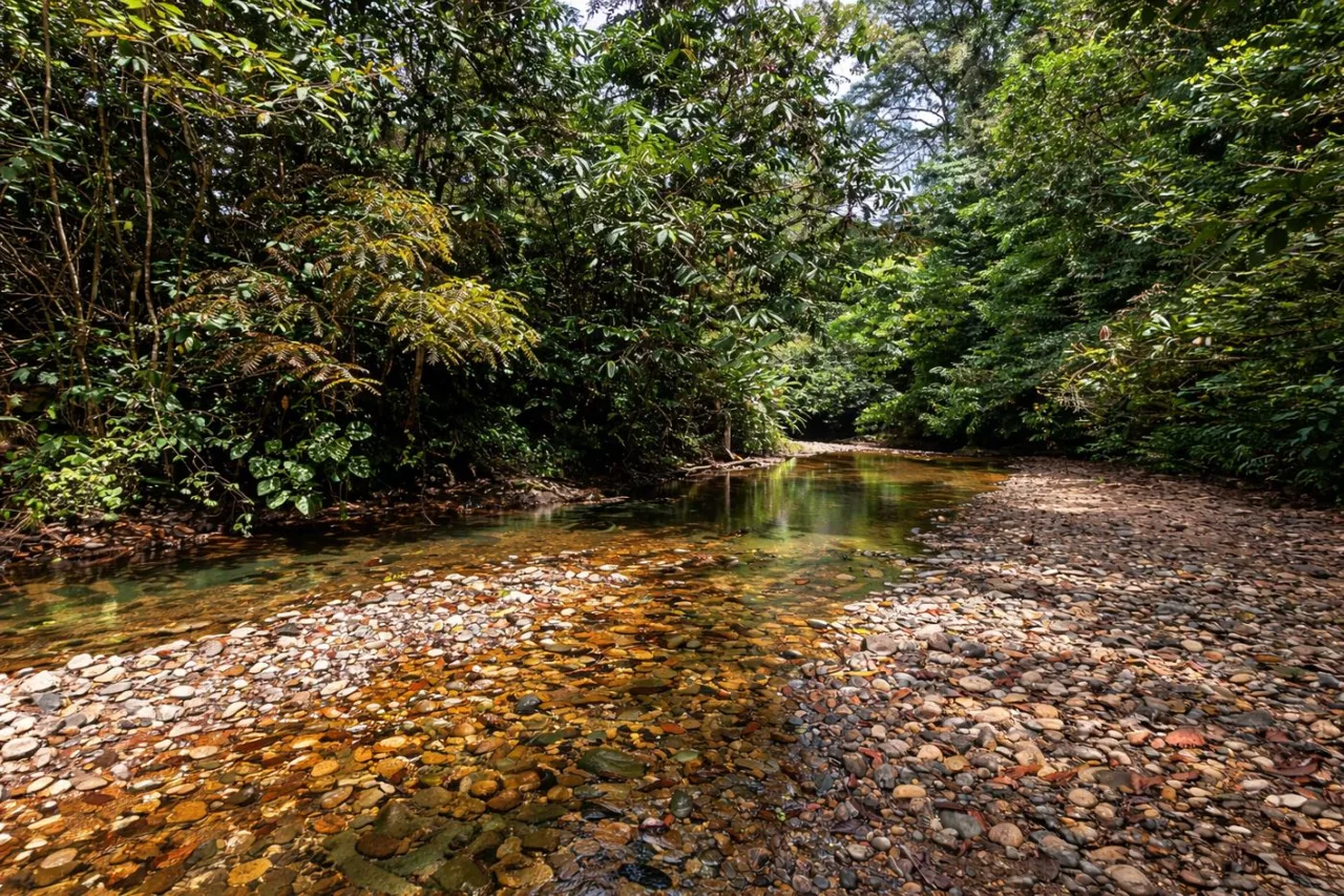81-Acre Off-Grid Rainforest Farm with Creek and Incredible Development Potential – Near Quepos