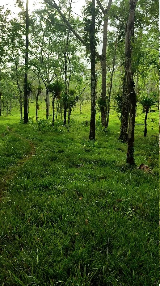 FOR SALE: 8.6-Hectare Land between Bijagua and Upala