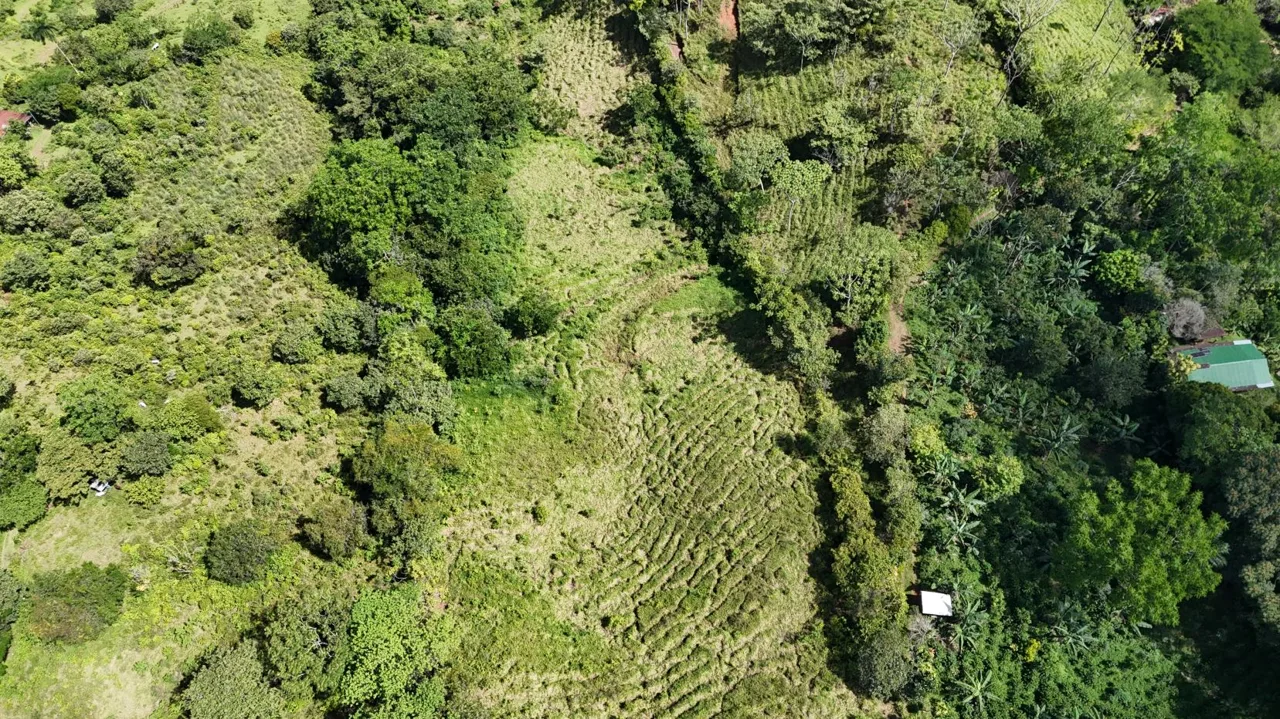 For Sale – 3.8 Ha Near Chirripó With Stream &amp; Springs — photo 3