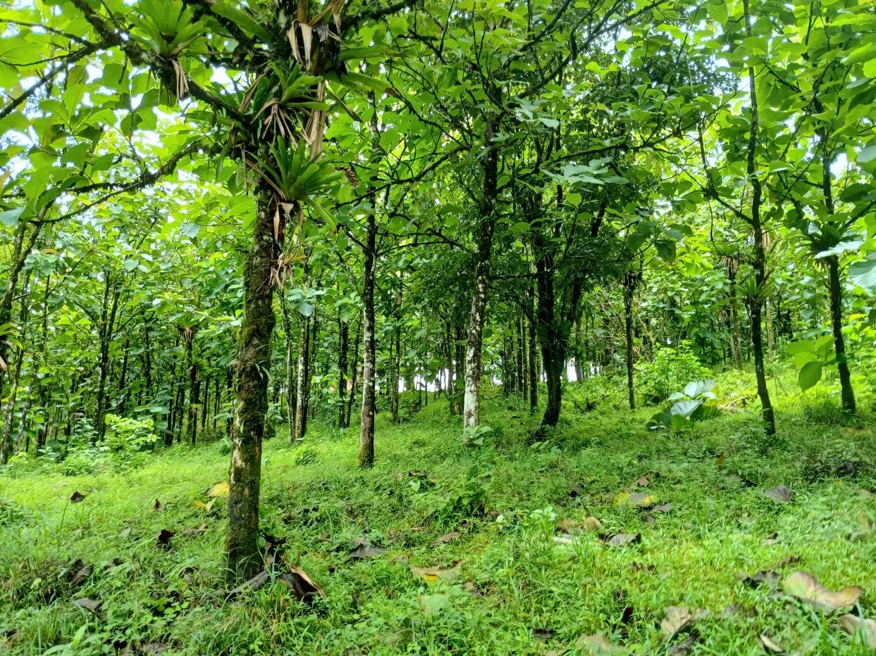 TEAK FARM NEAR RINCON DE LA VIEJA VOLCANO