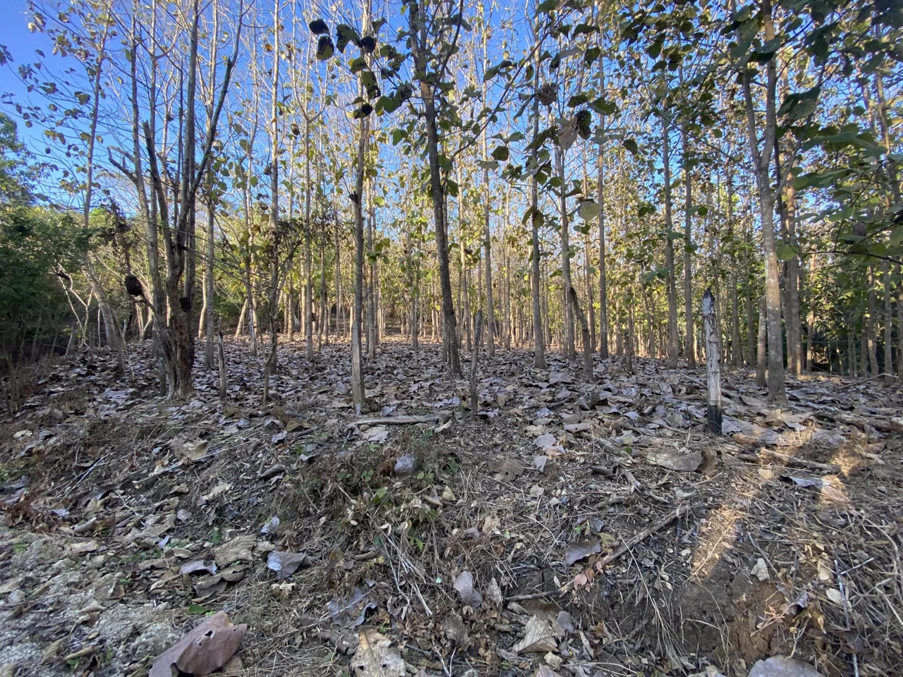 Manzanillo teak property