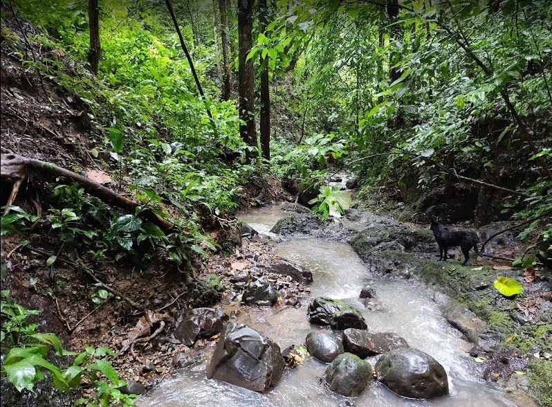 Turnkey Producing Cacao Farm “La Mina” for Sale – Upala, Costa Rica | 29 Hectares of Opportunity