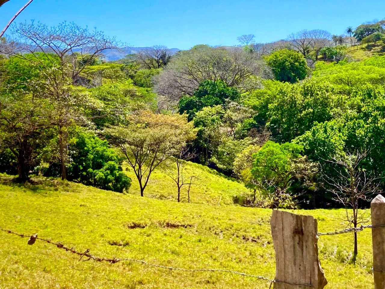 Beautiful Farm San Pedro Turrubares — photo 4