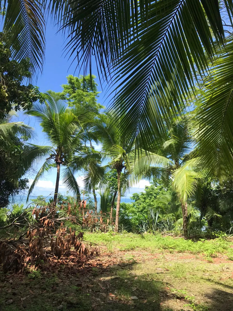 Rare Gem! Gorgeous Property w/ Ocean View, Privacy &amp; Nature - 2 Mins Walk to the Beach