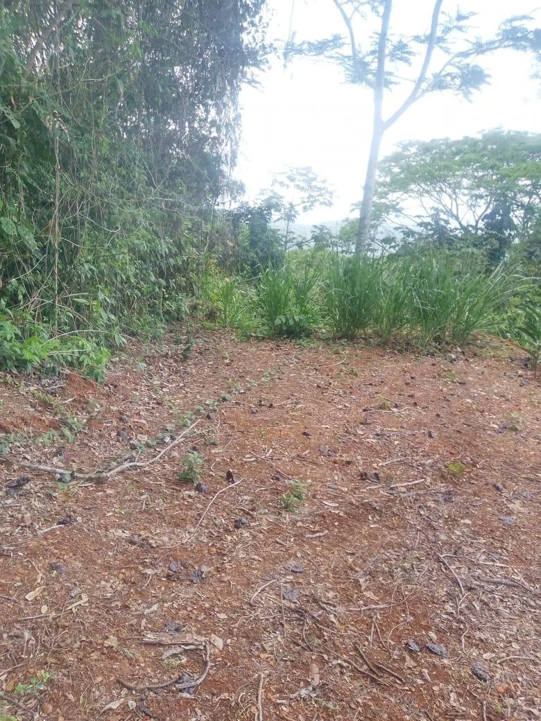 🌿 For Sale: Majestic 175-Hectare Property in San Juan de Mata, Turrubares 🌿 — photo 4